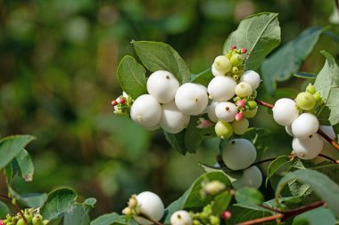 Kar meyveleri, Symphoricarpos