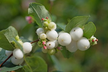 Kar meyveleri, Symphoricarpos