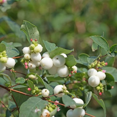 Kar meyveleri, Symphoricarpos