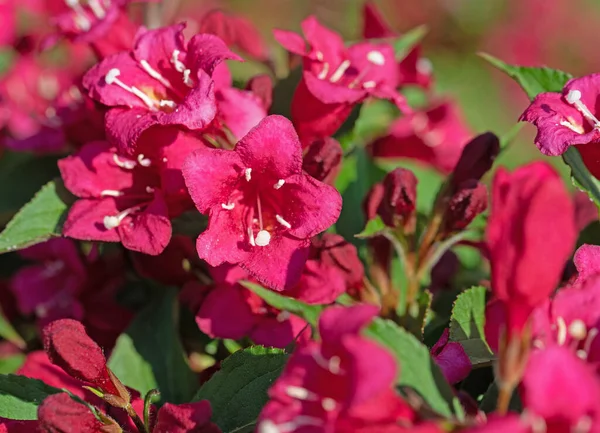 Çiçekli Weigelia, Weigela, baharda