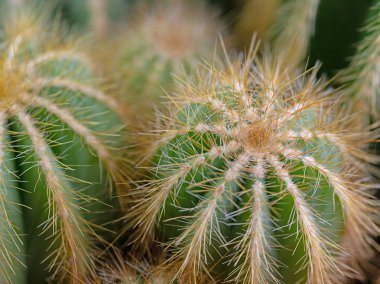 Kaktüs, Eriocactus, yakın plan.