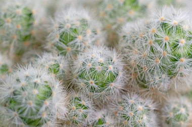Cacti, Escobaria sneedii, yakın planda.