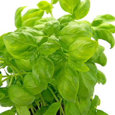 Çiçek saksısında taze fesleğen