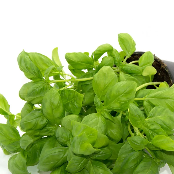 Fresh Basil Flowerpot — Stock Photo, Image