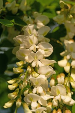Çiçekli kara çekirge, Robinia psödoacia, ilkbaharda.