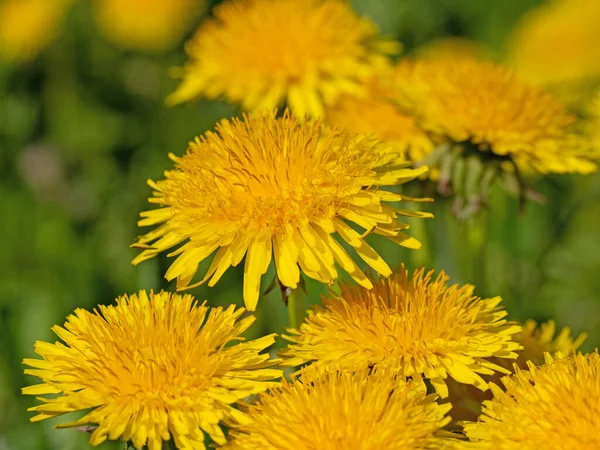 Цвітіння Денделіона Taraxacum Крупному Плані — стокове фото