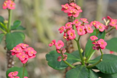 İsa dikeninin kabarcıkları, Euphorbia milii