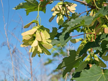 Seeds from the maple tree, acer