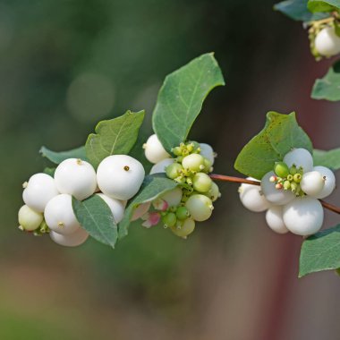 Kar meyveleri, Symphoricarpos