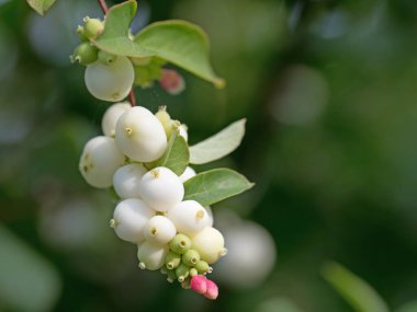 Kar meyveleri, Symphoricarpos