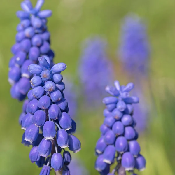 Bloeiende Druivenhyacinten Muscari Het Voorjaar — Stockfoto