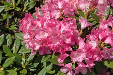 Baharda açan pembe rhododendron
