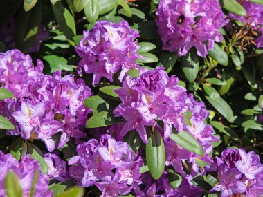 Baharda açan menekşe rengi rhododendron