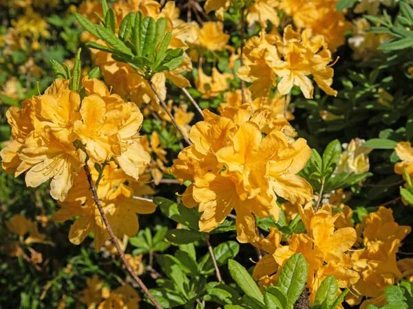 Floreciente Rododendro Amarillo Primavera — Foto de Stock