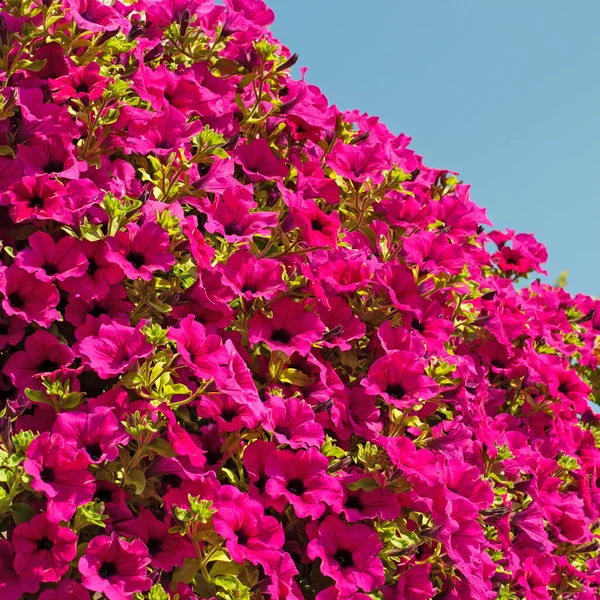 Florecientes Petunias Rojas Primer Plano — Foto de Stock
