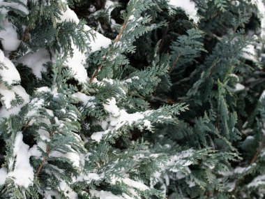 Batı arborvitae, Thuja batısında, karla kaplı.