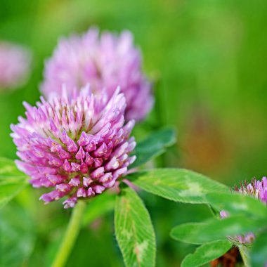 Çiçekli kırmızı yonca, Trifolium pratense, yakın plan.