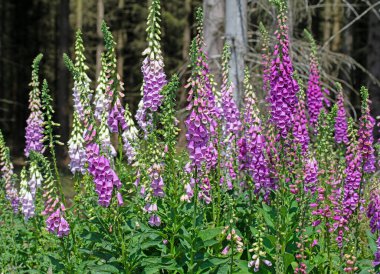 Çiçekli kırmızı yüksükotu, Digitalis purpurea, ormanda