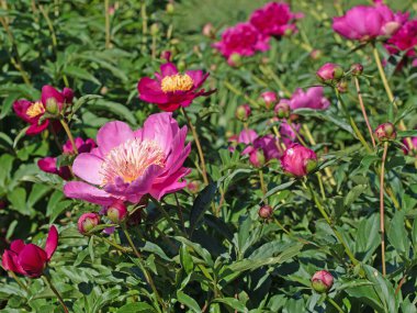 Bahçede çiçek açan şakayıklar, peeonia