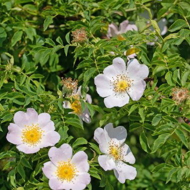 Çiçekli gül kalçalar, Rosa canina, baharda.