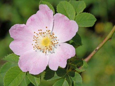 Çiçekli gül kalçalar, Rosa Canina, yakın plan.