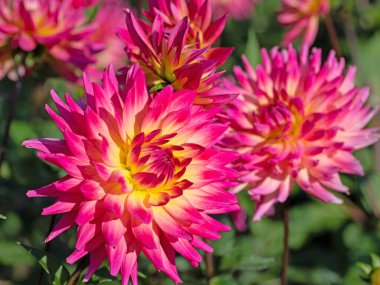 Dahlia çiçekleri yakın planda