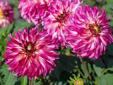 Dahlia çiçekleri yakın planda