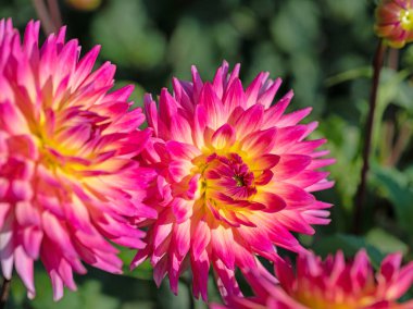 Dahlia çiçekleri yakın planda