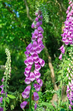 Çiçekli kırmızı yüksükotu, Digitalis purpurea, bahçede.
