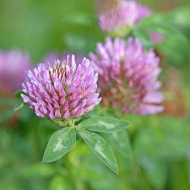 Çiçekli kırmızı yonca, Trifolium pratense, yakın plan.