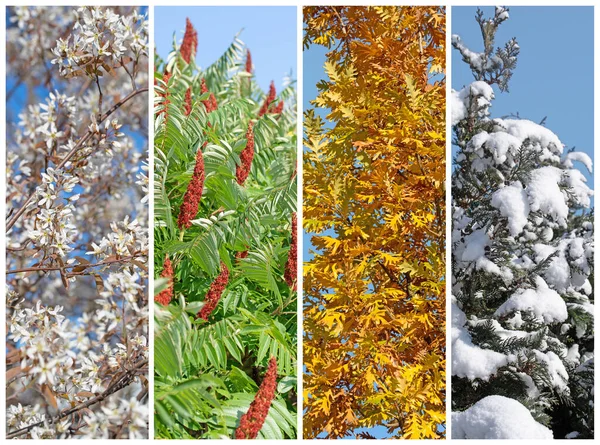 Four seasons in a collage of trees