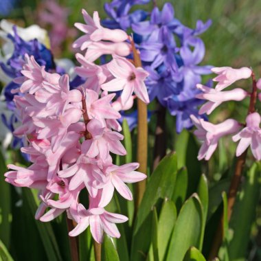 Çiçekli sümbüller, Hyacinthus, bahçede.