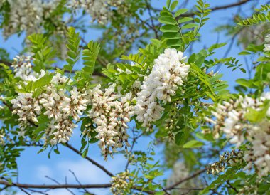 Çiçekli kara çekirge, Robinia psödoacia, ilkbaharda.