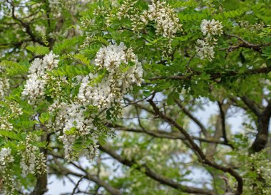 Çiçekli kara çekirge, Robinia psödoacia, ilkbaharda.
