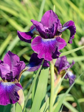 Bahçede çiçek açan göz