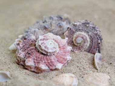 Kumda deniz salyangozları var. Yaklaş.