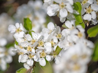 Çiçekli armutlar, Pyrus, baharda yakın planda.