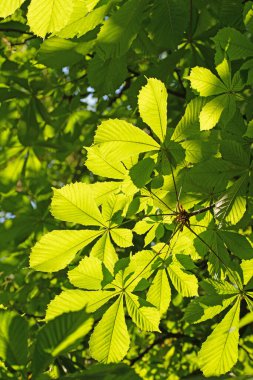 Baharda at kestanesinin genç yaprakları, Aesculus.