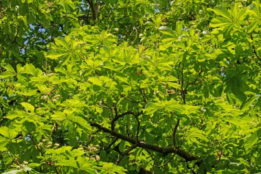 Baharda at kestanesinin genç yaprakları, Aesculus.