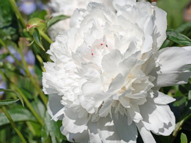 Beyaz şakayıklar, Paeonia, yazın başında