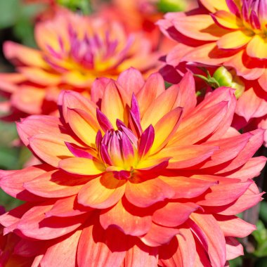 Yakın planda çiçek açan yıldız çiçekleri.