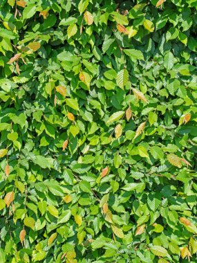 Hornbeam 'in genç yaprakları, Carpinus betulus