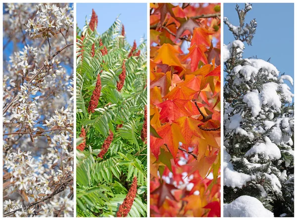 Four seasons in a collage of trees