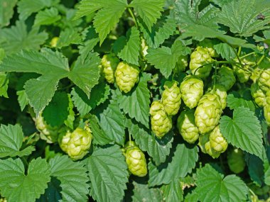 Dişi zıplayan çiçekler, Humulus lupulus.