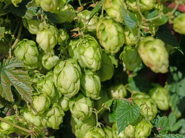 Dişi zıplayan çiçekler, Humulus lupulus.