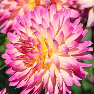 Çiçek açan pembe yıldız çiçekleri.