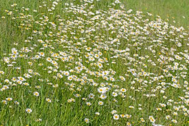 Çiçekli margueritler, Leucanthemum, çayırda