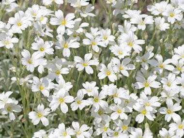 Baharda hornwort, Cerastium tomentosum hissettim.