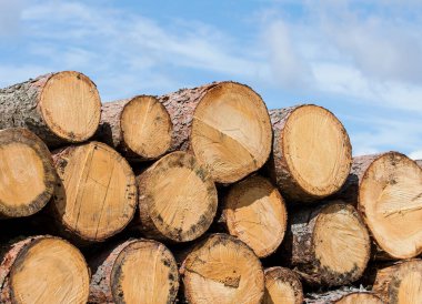 Ormanın kenarına istiflenmiş ağaç gövdeleri.