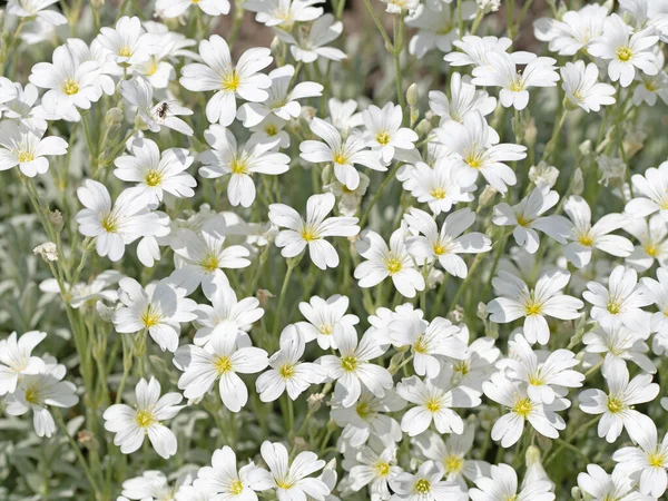 Baharda hornwort, Cerastium tomentosum hissettim.